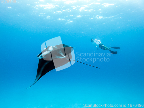 Image of Underwater view of hovering Giant oceanic manta ray, Manta Birostris , and man free diving in blue ocean. Watching undersea world during adventure snorkeling tour on Maldives islands.