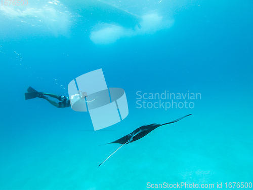 Image of Underwater view of hovering Giant oceanic manta ray, Manta Birostris , and man free diving in blue ocean. Watching undersea world during adventure snorkeling tour on Maldives islands.