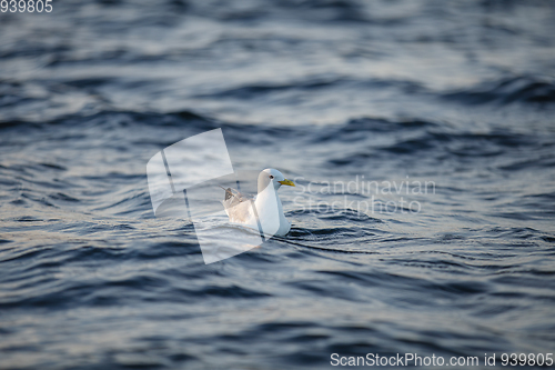 Image of bird on sea water