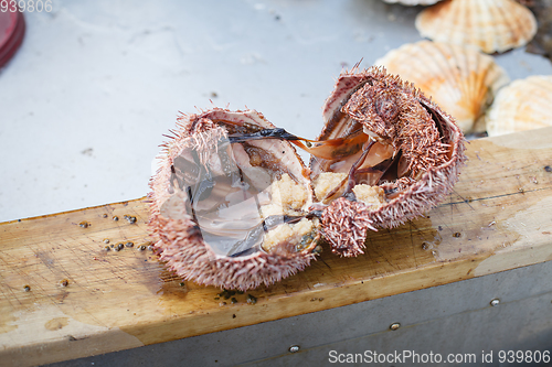 Image of sea urchin cut in half