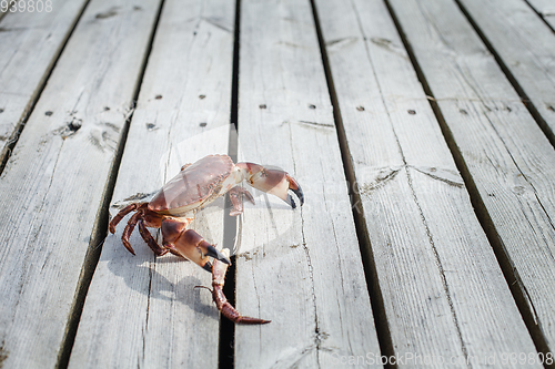 Image of alive crab standing on wooden floor