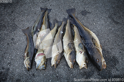 Image of fresh Norwegian fish