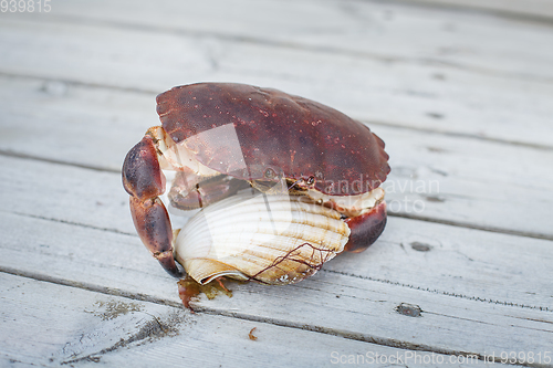 Image of alive crab holding scallop in claw