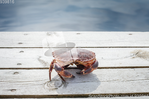 Image of alive crab standing on wooden floor