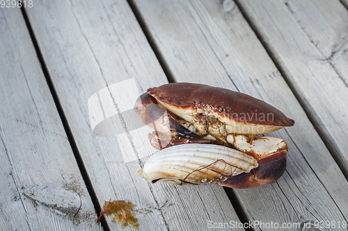 Image of alive crab holding scallop in claw