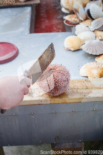 Image of sea urchin prepared to be cut