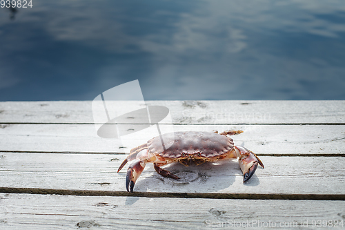 Image of alive crab standing on wooden floor