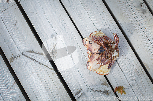 Image of alive crab lying upside down