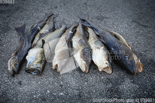 Image of fresh Norwegian fish