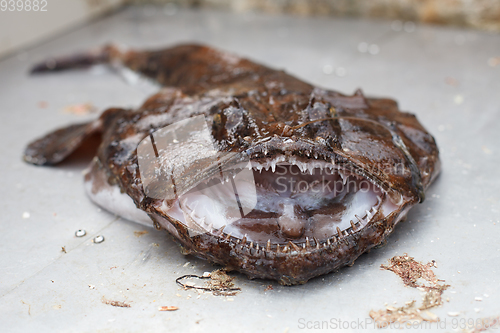 Image of raw angler fish