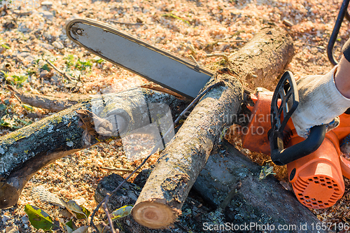 Image of Man saws trees for firewood with an electric chain saw, close-up
