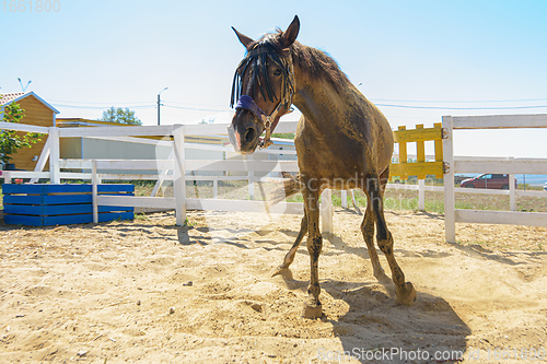 Image of The horse got to its feet after lying on its back in the sand