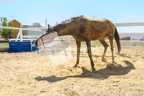 Image of A horse shakes off the sand after lying on its back in the sand