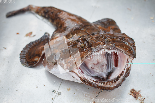 Image of raw angler fish