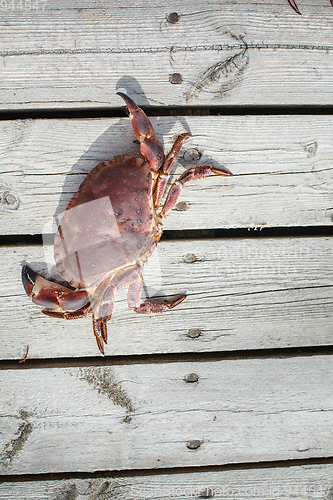 Image of alive crab standing on wooden floor