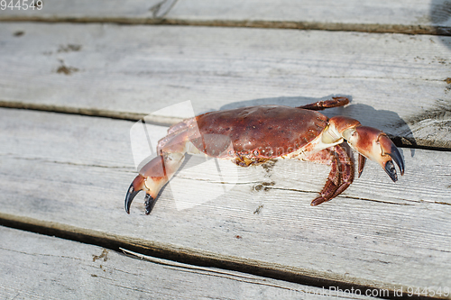 Image of alive crab standing on wooden floor