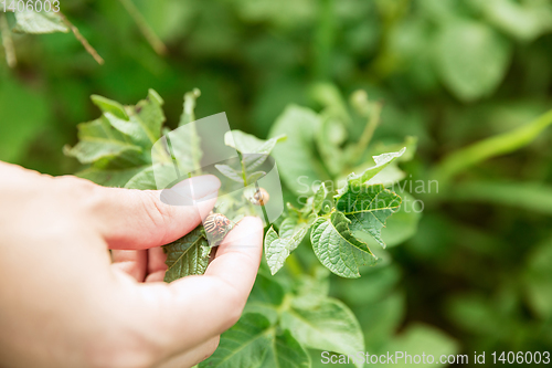 Image of Close up photoshot of green plants and human hand holding it