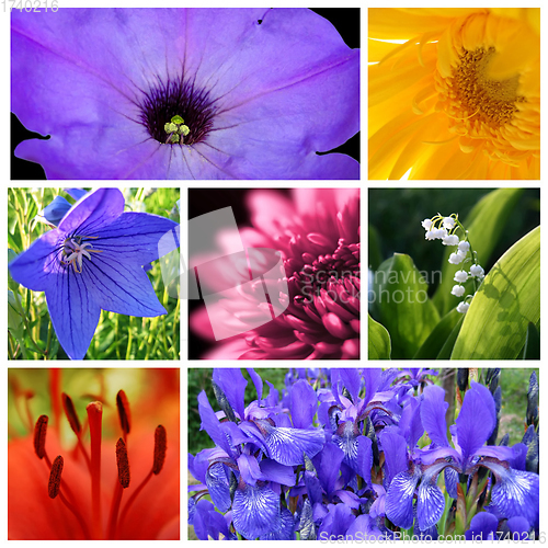 Image of Bright beautiful flowers collage