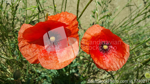 Image of Bright red poppies