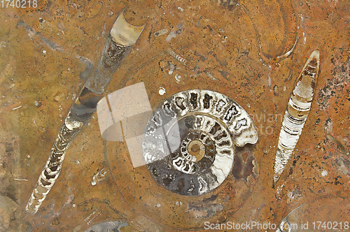 Image of Fossil spiral shell and ancient petrified organisms in granite