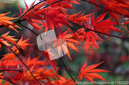 Image of Bright red Japanese maple or Acer palmatum leaves 