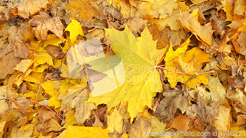 Image of Yellow autumn background from fallen foliage of maple