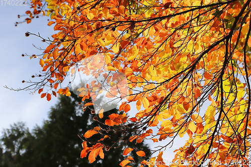 Image of Bright autumn branches glowing in sunlight
