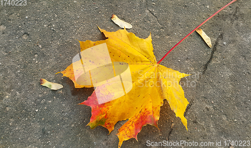 Image of Bright autumn maple leaf on the pavement