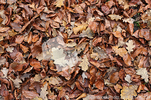 Image of Autumnal background with brown fallen leaves