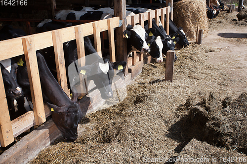 Image of Cows in feeding place