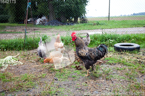 Image of The cock and hen