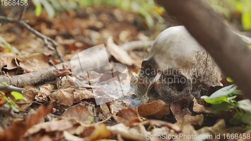 Image of old skull on the ground covered with leaves