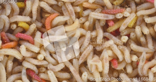 Image of Abundance of worms as background texture closeup footage