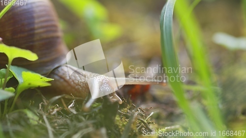 Image of Snail on ground level macro photo