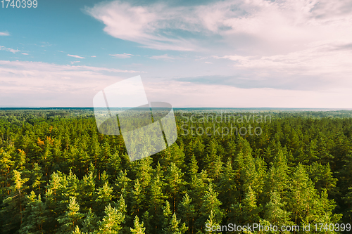 Image of Aerial View Of Green Pine Coniferous Forest In Landscape In Summer Evening. Top View From Attitude. Drone View Of European Woods At Summer