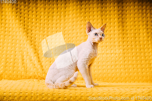 Image of White Devon Rex Kitten Kitty. Short-haired Blue-eyed Cat Of English Breed On Yellow Plaid Background. Shorthair Pet Cat