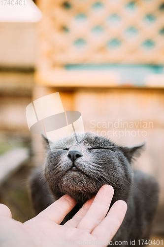 Image of Care About Pet - Russian Blue Cat Kitten. Russian Blue Cat Kitten With Green Eyes Sitting On Wooden Board In Old Village Rustic Yard. Russian Blue Cat Kitten