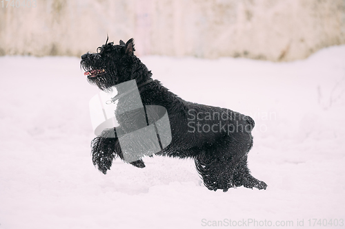 Image of Funny Young Black Giant Schnauzer Or Riesenschnauzer Dog Walking Outdoor In Snow Snowdrift At Winter Snowy Day. Playful Pet Outdoors