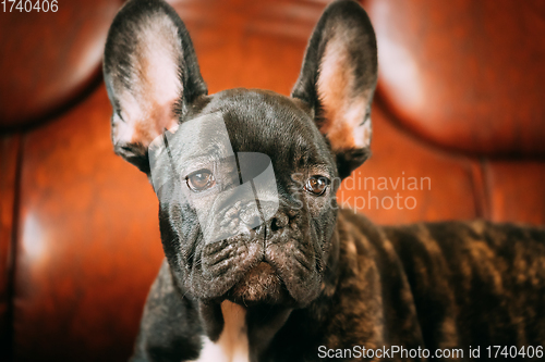 Image of Close Up Portrait Of Young Black French Bulldog Dog Puppy. Funny Dog Baby With Beautiful Black Snout Eyes Bulldog Puppy Dog. Adorable Bulldog Puppy