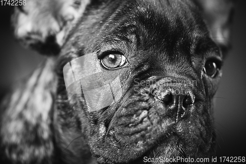 Image of Close Up Portrait Of Young Black French Bulldog Dog Puppy. Funny Dog Baby With Beautiful Black Snout Eyes Bulldog Puppy Dog. Adorable Sad Bulldog Puppy. Black And White Colors Photo