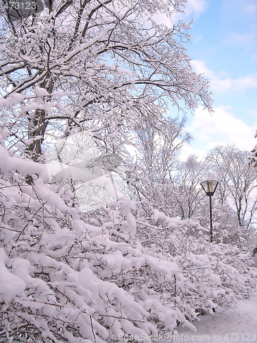 Image of Winter in City Park