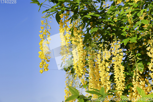 Image of Beautiful bright yellow flowers of wisteria 