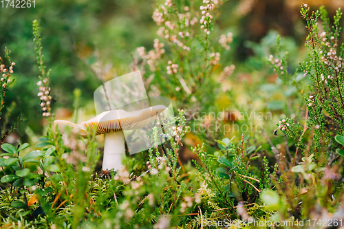 Image of Russula Claroflava In Autumn Forest In Belarus, commonly known as the yellow swamp russula or yellow swamp brittlegill