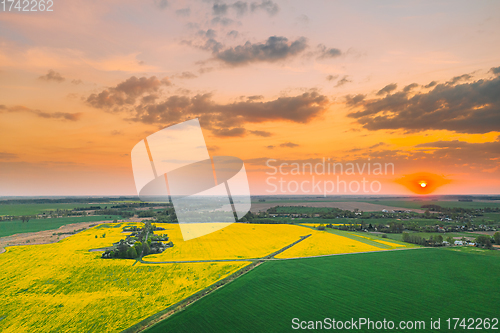 Image of Aerial View Of Green Meadow And Field With Blooming Canola Yellow Flowers. Top View Of Blossom Plant, Rapeseed Meadow Grass Landscape At Sunset Sunrise. Agricultural Country Landscape. Drone View.