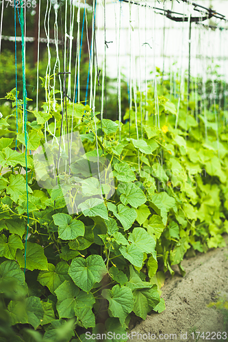 Image of Bed With Cucumbers In Vegetable Garden On Summer Day