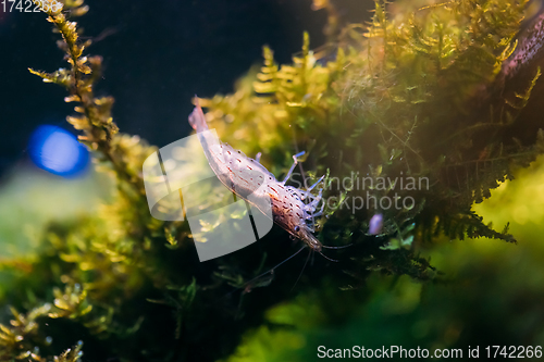 Image of Amano Shrimp Or Japanese Shrimp Swimming In Water