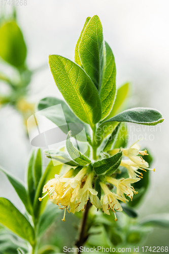 Image of Young Spring Green Leaf Leaves And Unblown Buds Of Honeysuckles, Lonicera Growing In Vegetable Garden