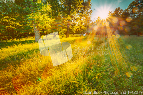 Image of Sun Shining Through Greenery Foliage In Green Park Over Fresh Grass. Summer Sunny Forest Trees. Natural Woods In Sunlight.