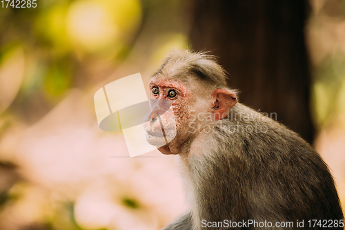 Image of Goa, India. Old Bonnet Macaque Monkey - Macaca Radiata Or Zati. Close Up Portrait