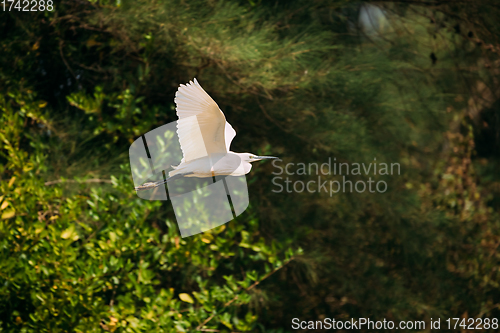Image of Goa, India. White Little Egret Flying On Background Greenery